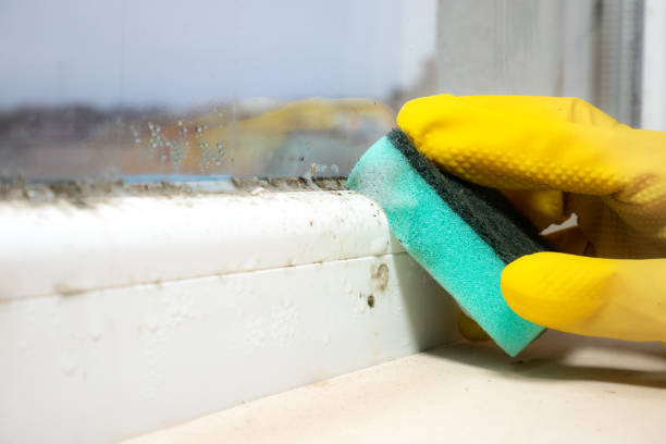 Reliable Granite Shoals, TX Mold Removal Solutions